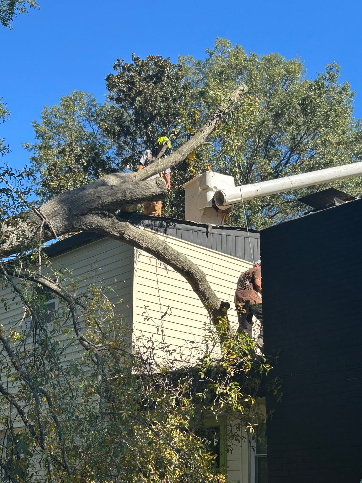 Crew removing a large fallen tree from a two-story home's roof with a debris chute